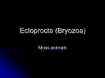 Ectoprocta (Bryozoa)