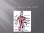 My Crazy Circulatory System