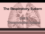 Respiratory Power Point