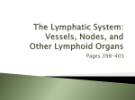 Ch 12 Lymphatic Structures and Functions