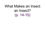 What Makes an Insect..