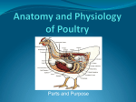 Anatomy and Physiology of Poultry