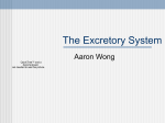 The Excretory System