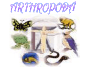 arothropoda