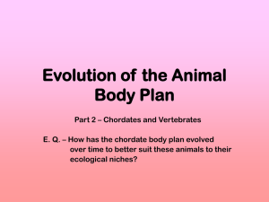 Evolution of the Animal Body Plan