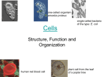 Cells to Systems