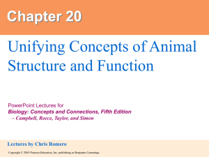 20. Unifying Concepts of Animal Structure and Function
