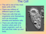 The Cell - Junction Hill C
