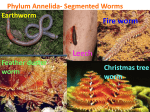 Earthworm Phylum Annelida- Segmented Worms Fire worm