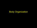 Body Organization and Integumentary System