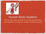 Human Body Systems The human body consists of several systems