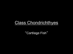 Class Chondrichthyes - Valhalla High School