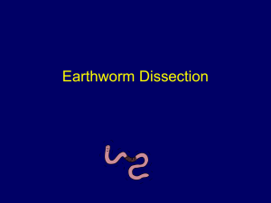 Earthworm Dissection