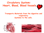 Circulatory System