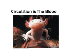1. Circulation & The Blood