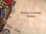 Review Excretory System