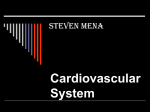 Steven- Circulatory and Respiratory Systems