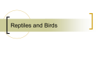 Reptiles and Birds