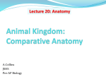Animal Kingdom: Comparative Anatomy
