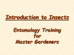 Basic Entomology - University of Florida