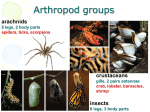 Arthropods and Echinoderms