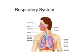 Respiratory System