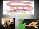 Phylum Annelida - Mr. Lesiuk