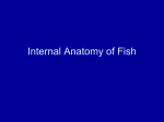 Internal Anatomy of Fish