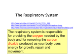 The Respiratory System - Alexmac