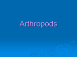 Arthropods - GMCbiology