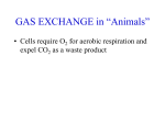 GAS EXCHANGE in “Animals”