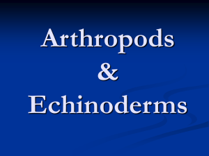 Arthropods & Echinoderms