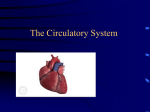 PowerPoint Presentation - The Amazing Circulatory System