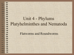 V Platyhelminthes and Nematoda PPT