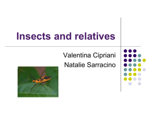 Insects and relatives