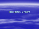 RespiratorySystem