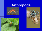 Arthropods - ustarbiology