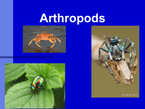 Arthropods - ustarbiology