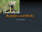 Reptiles and Birds