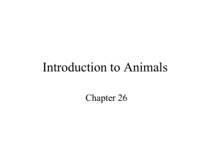 Introduction to Animals