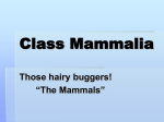 Class Mammalia Those hairy buggers!