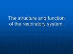 The structure and function of the respiratory system.