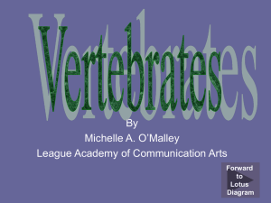 interactive-lotus-diagram-vertebrates
