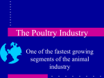 The Poultry Industry