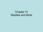 Chapter 31 Reptiles and Birds