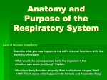 Anatomy of the Respiratory System