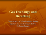 Gas Exchange and Breathing