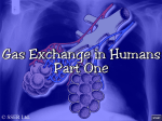 Human gas exchange 1 File