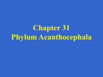 Chapter 31 Phylum Acanthocephala