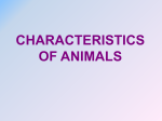 Z - Characteristics of Animals and Body Plans